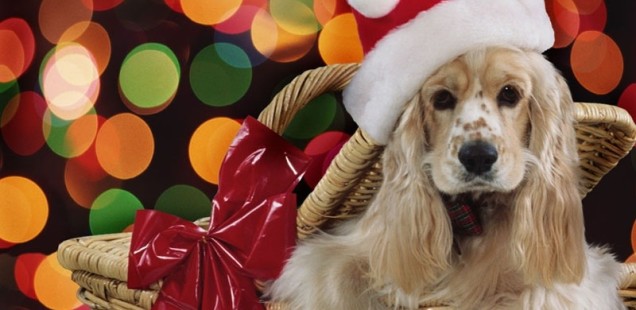 Merry Christmas and Puppies!