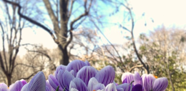 Spring 2014 Central Park Pictorial