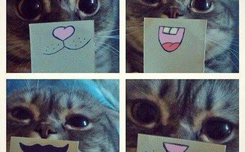 Which Kitty Do You Choose Today?