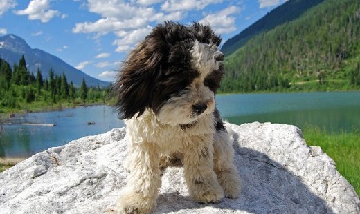 A Dozen Tips to Find Your Lost Dog