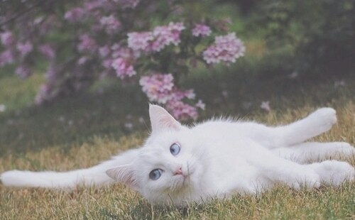 Kitty Cats ║ Inspired by Shangool