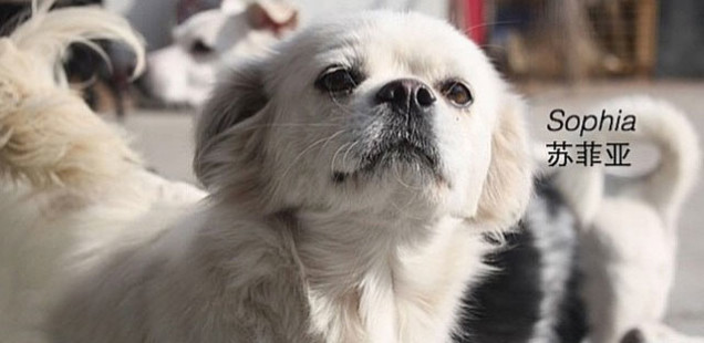 Help Save Sophia and Raise Awareness about the Yulin Festival