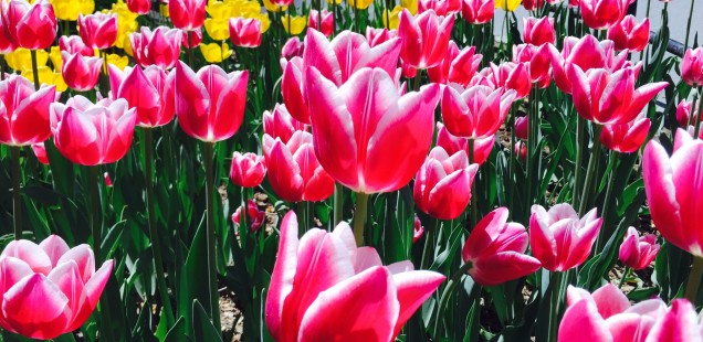 Central Park in May ☼ Spring is Here