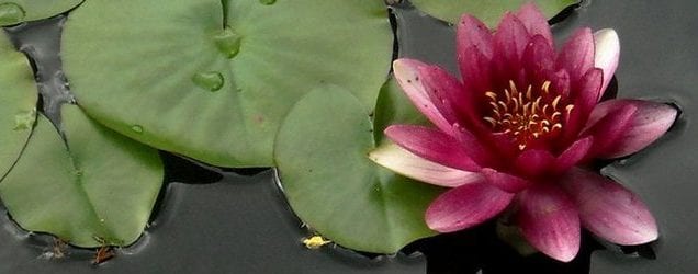 The Rebirth of Hope With the Pink Lotus Foundation // Free Breast Cancer Treatment