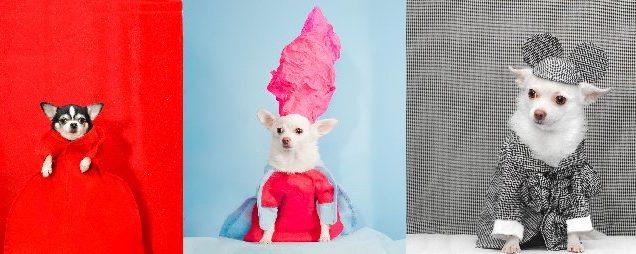 Who Let the Dogs Out (on the runway) · Anthony Rubio presents Canine Couture for NYFW