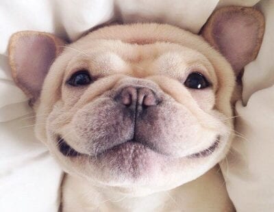 Does Your Pet Qualify as an Emotional Support Animal?