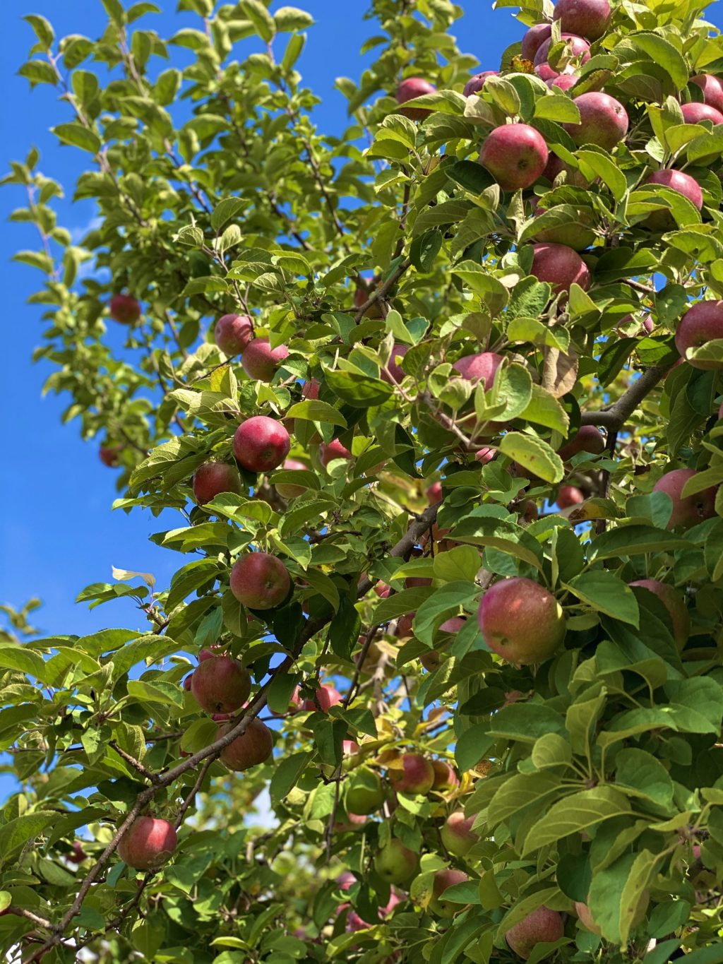 Christmas Trees & Apple Picking in Westchester County