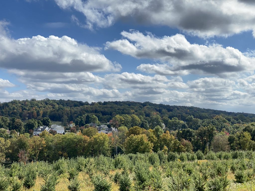 Christmas Trees & Apple Picking in Westchester County