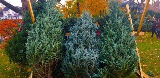 Christmas Is Coming ... So Choose Your Tree & Enjoy These Holiday Quotes