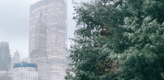 Quotes from a Rainy Day Walk in Central Park · NYC